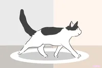 猫がまたぐ意味や迷信って本当？